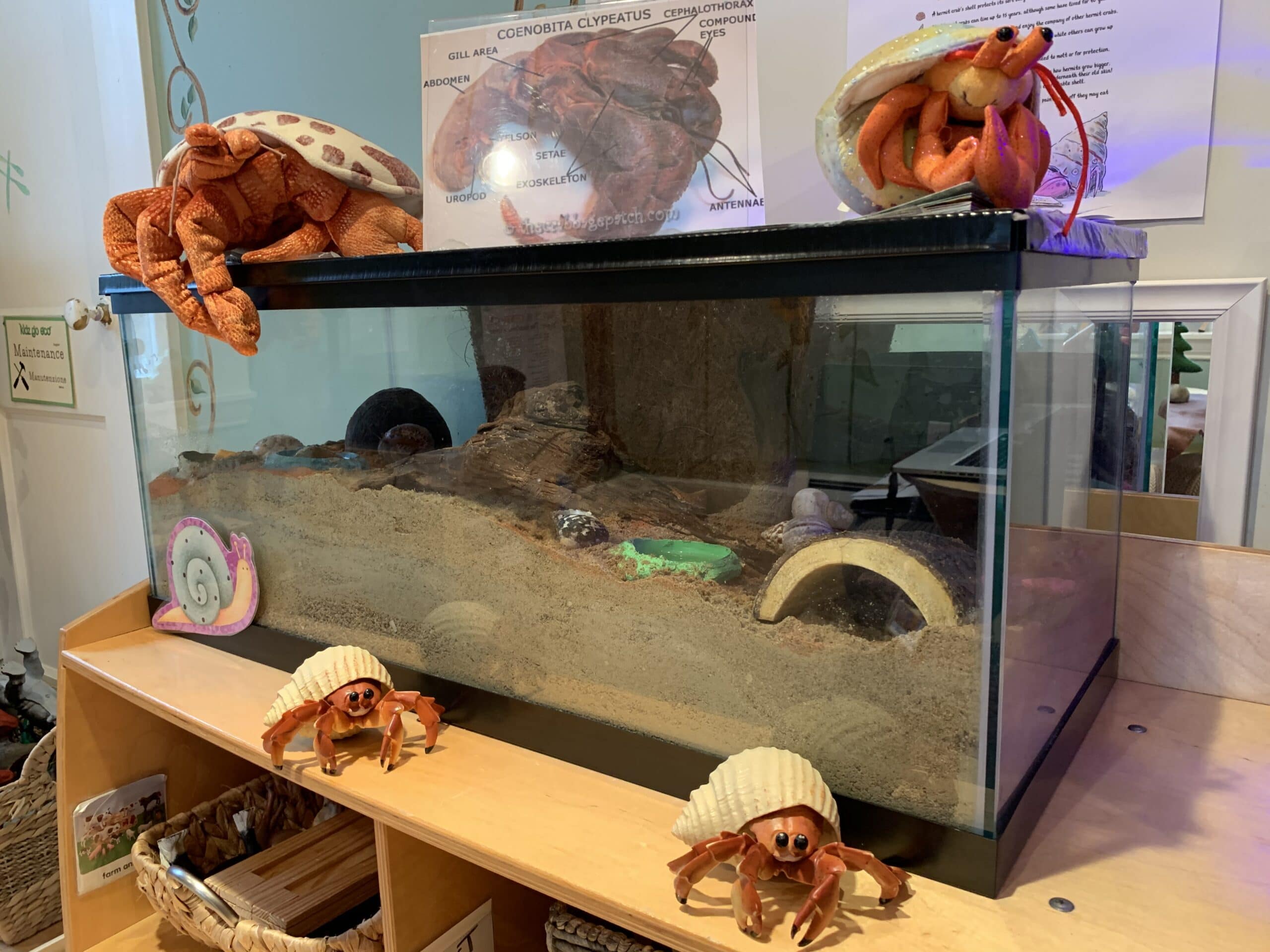 Nature Classroom 1 Our educational hermit crab habitat  scaled